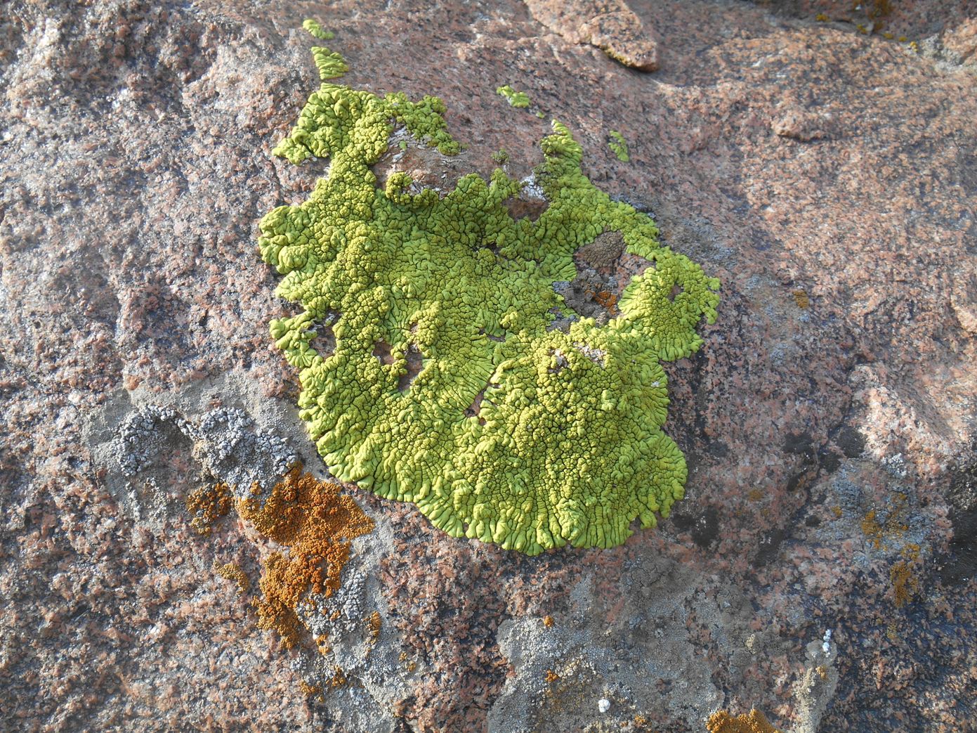 Image of Pleopsidium flavum specimen.