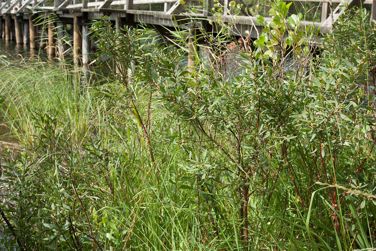 Image of Myrica gale specimen.