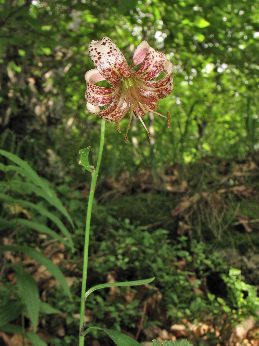 Изображение особи Lilium martagon.