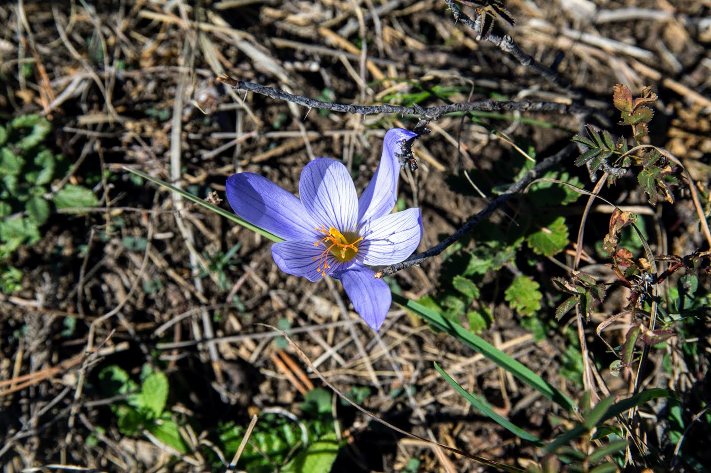 Изображение особи Crocus speciosus.