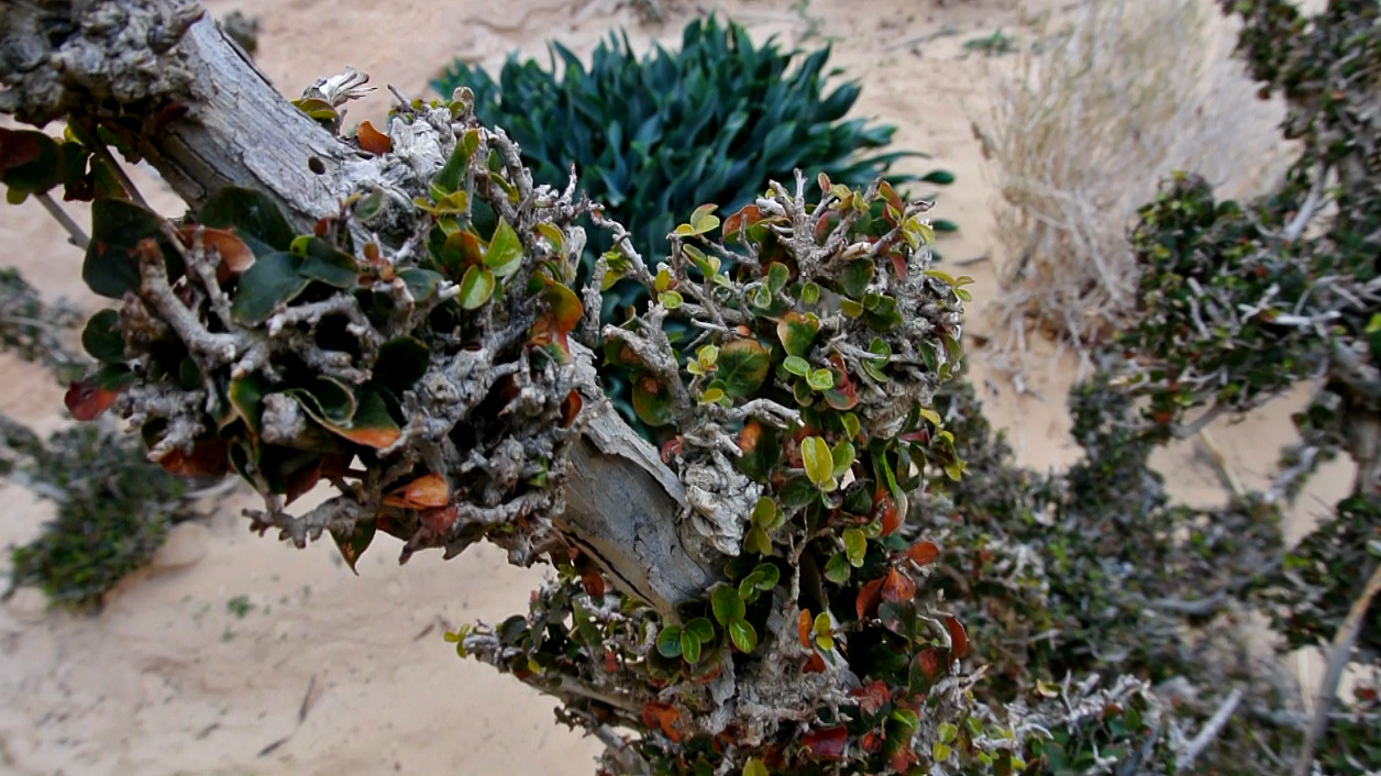 Image of Ficus sycomorus specimen.