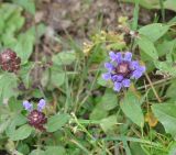 Prunella vulgaris