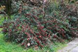 Cotoneaster glaucophyllus variety serotinus. Взрослое плодоносящее растение. Черноморское побережье Кавказа, г. Сочи, Дендрарий, в культуре. 05.04.2013.