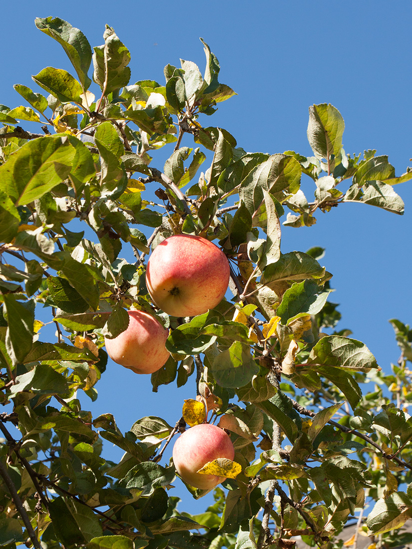 Image of Malus domestica specimen.