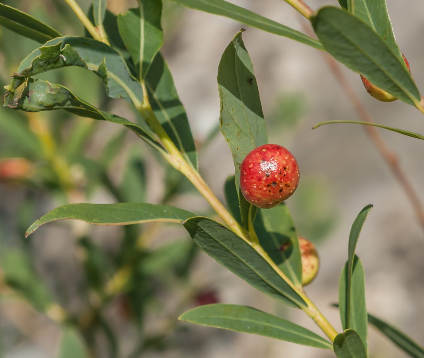 Image of Salix purpurea specimen.