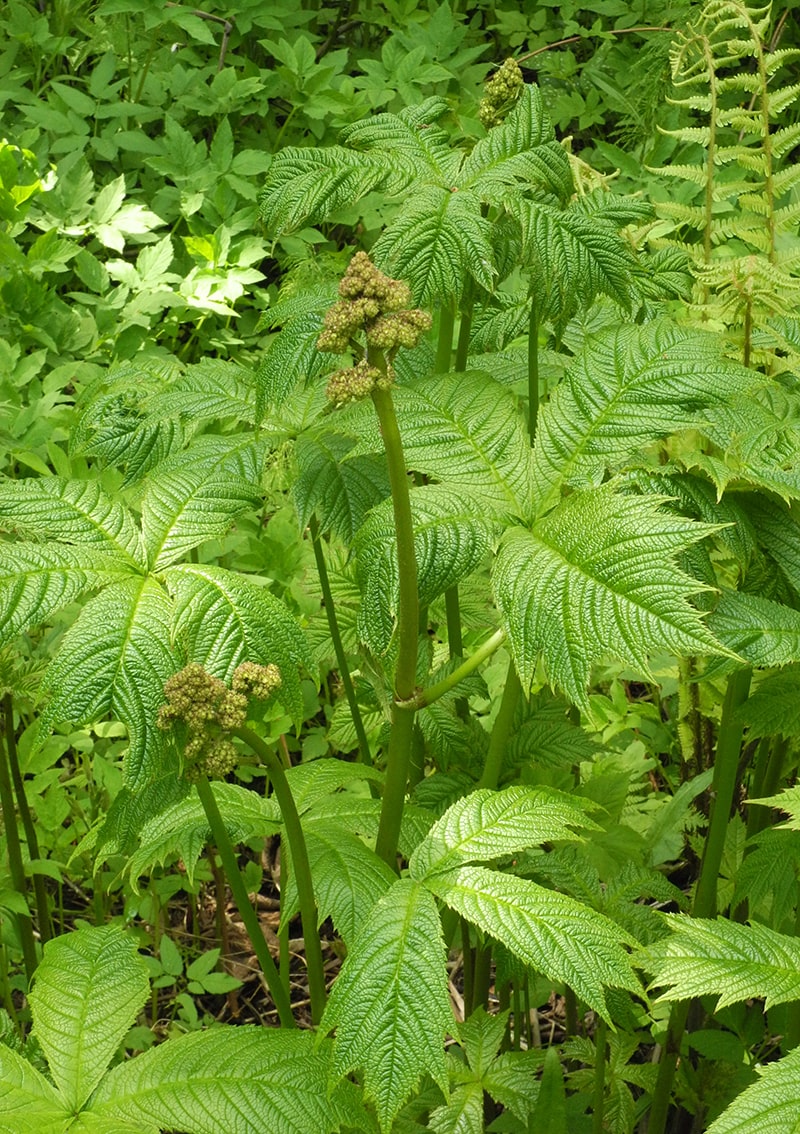 Изображение особи Rodgersia podophylla.