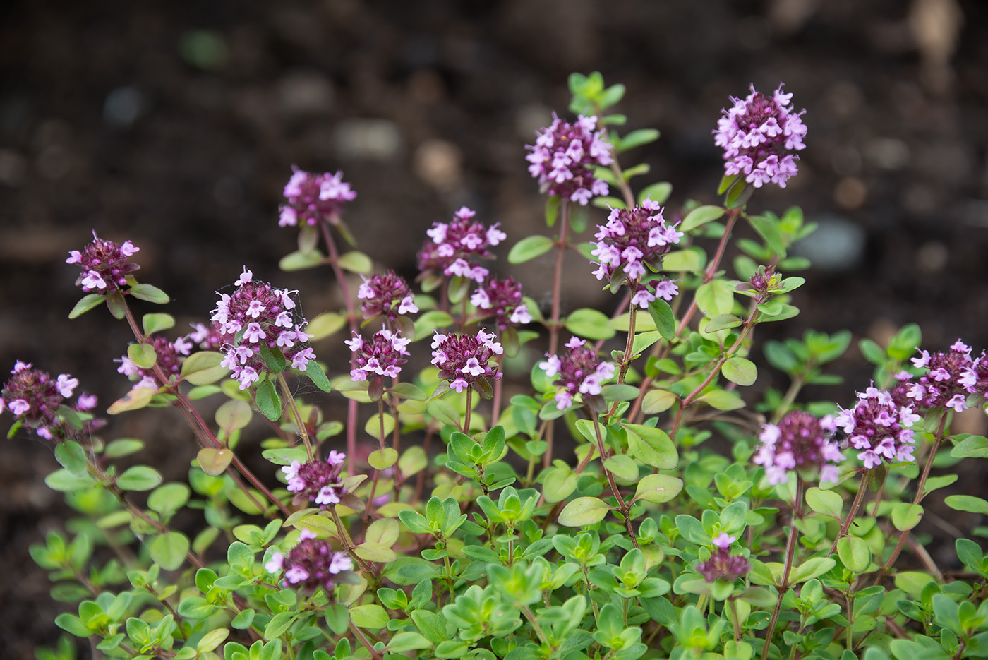 Изображение особи Thymus ovatus.