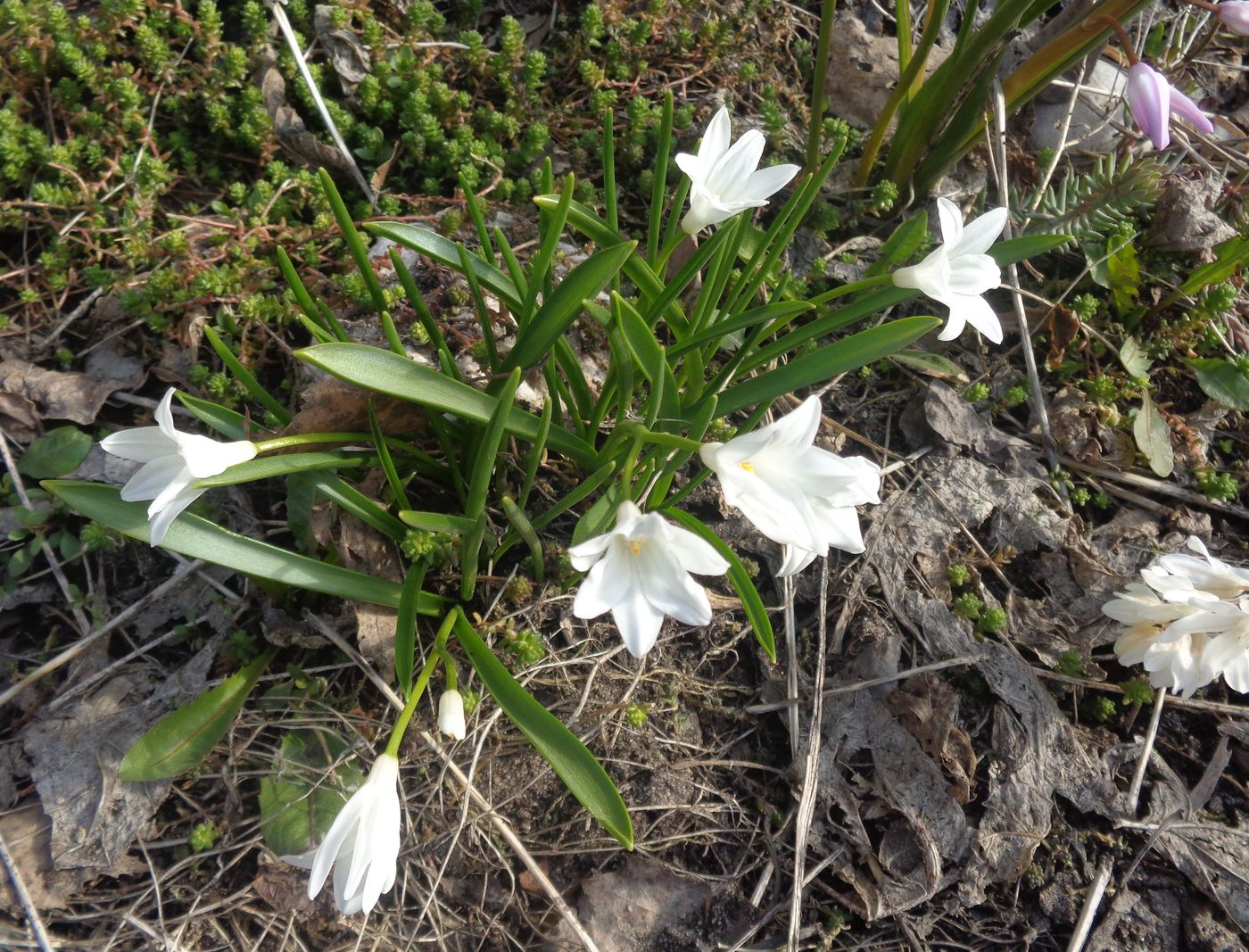 Изображение особи Chionodoxa luciliae f. alba.