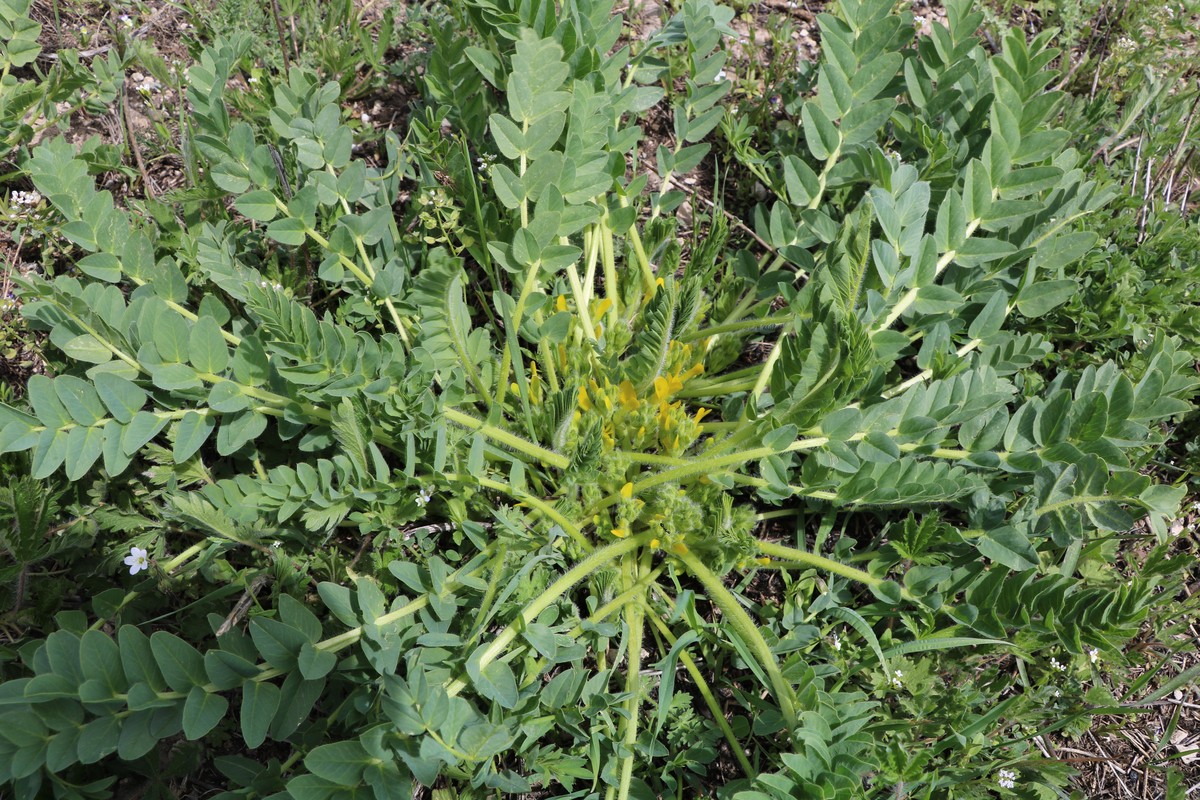 Изображение особи Astragalus aegobromus.