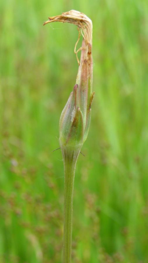 Image of Scorzonera parviflora specimen.