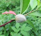 Persica vulgaris