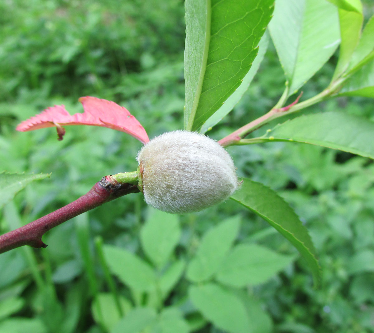 Изображение особи Persica vulgaris.