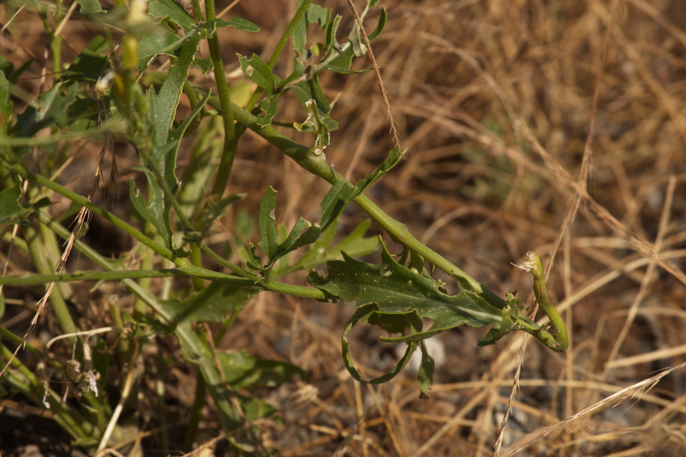 Изображение особи Eruca sativa.