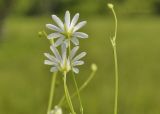 Stellaria discolor. Побеги с цветками и бутонами. Приморский край, Шкотовский р-н, окр. с. Новонежино, сырой разнотравный луг. 12.06.2019.