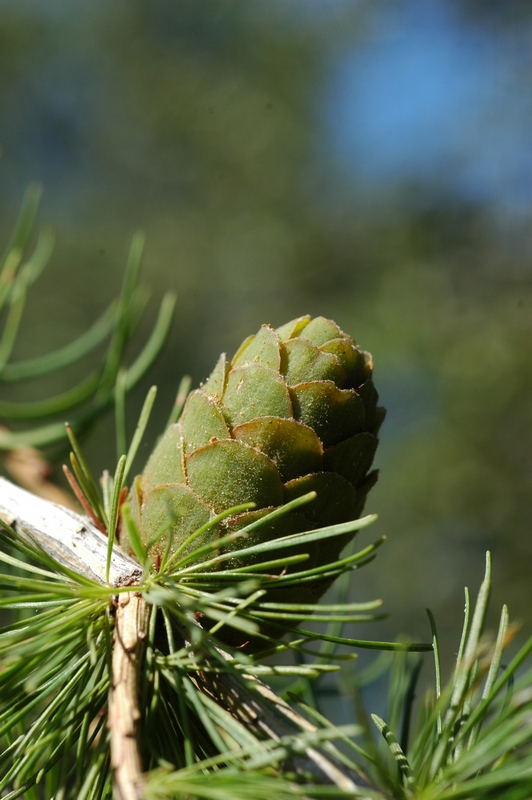 Image of Larix decidua specimen.