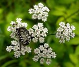Torilis japonica. Соцветие с кормящимися жуком Oxythyrea funesta и муравьём. Чувашия, окр. г. Шумерля, Подвенец. 7 июля 2008 г.
