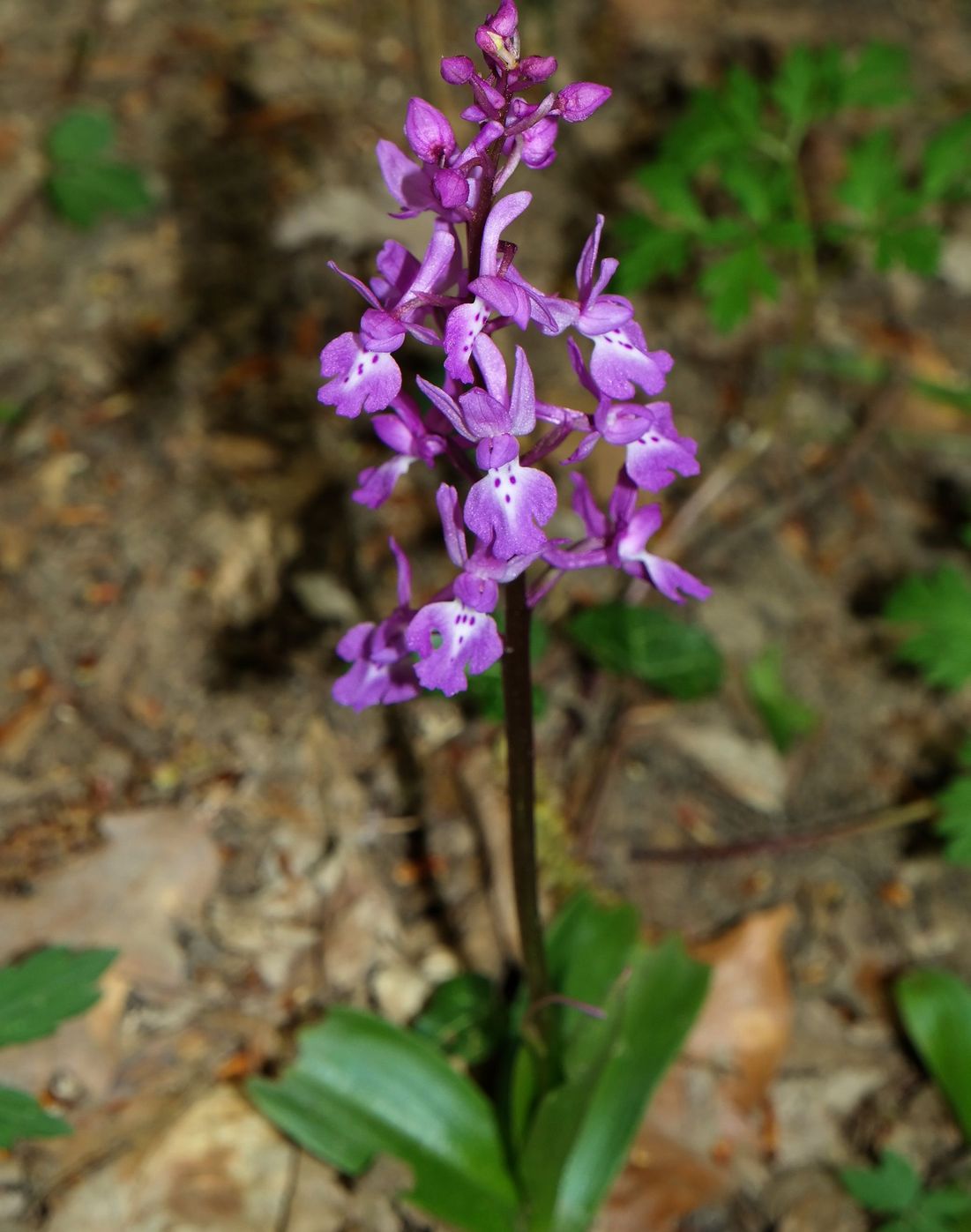 Изображение особи Orchis mascula.