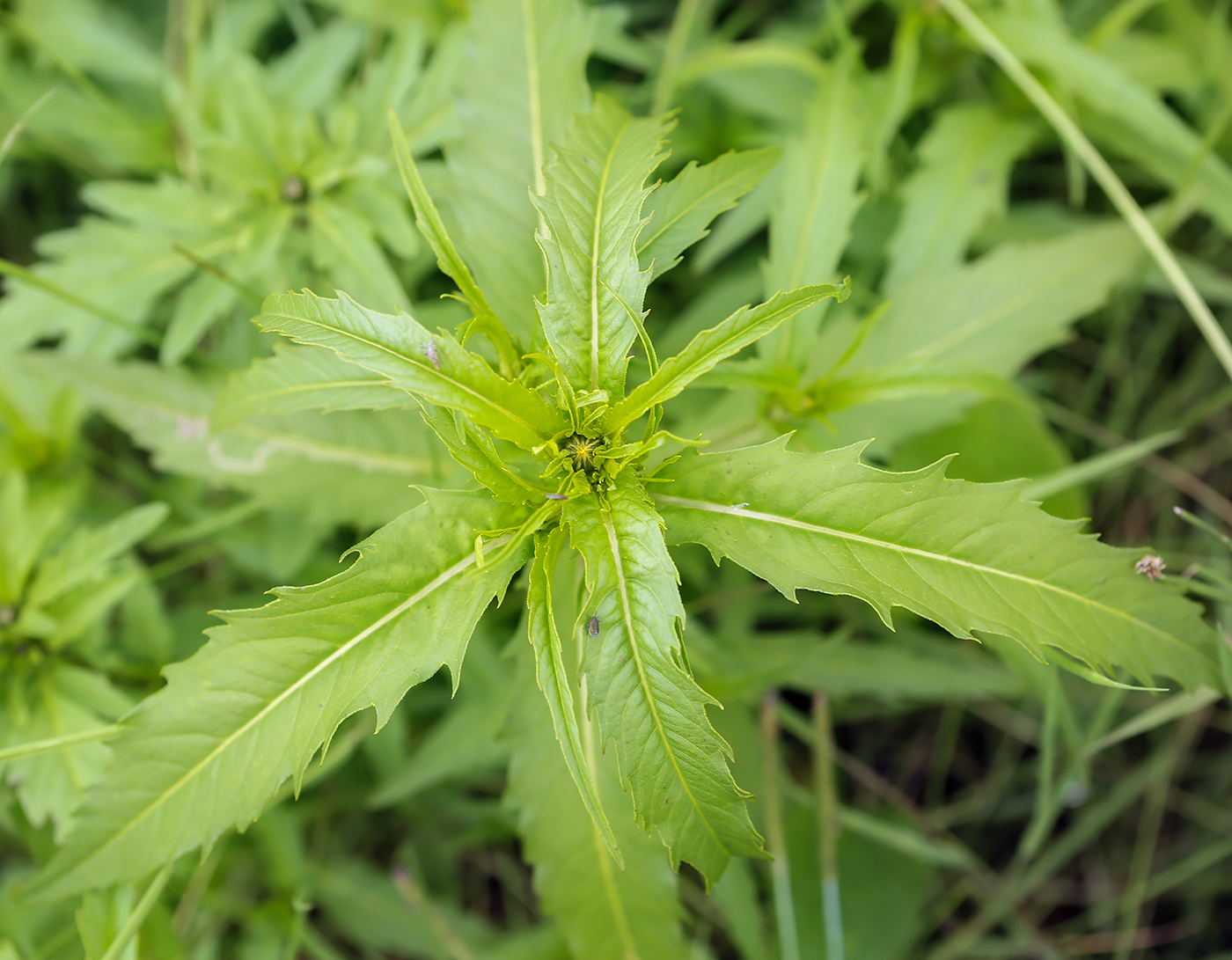 Image of Bidens cernua specimen.