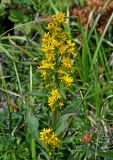Solidago virgaurea. Верхушка побега с соцветиями. Челябинская обл., Саткинский р-н, хребет Зюраткуль, ≈ 1100 м н.у.м., луговой склон у подножия скал. 31.07.2019.