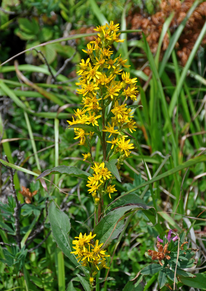 Image of Solidago virgaurea specimen.