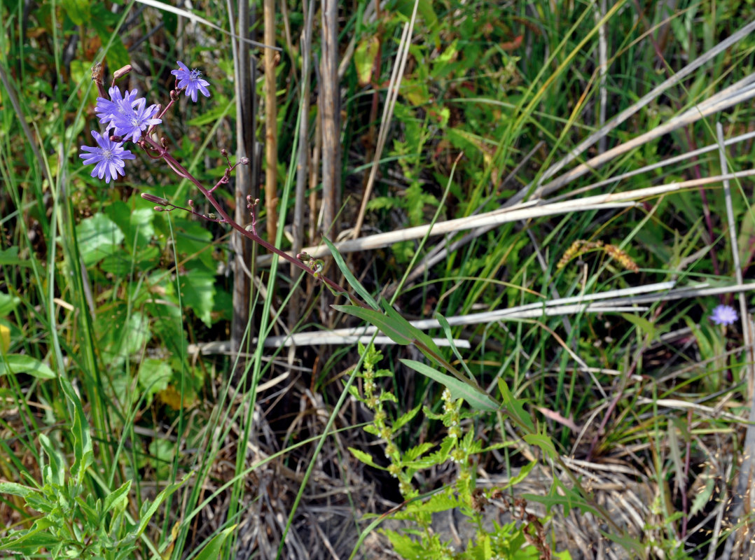 Image of Lactuca tatarica specimen.