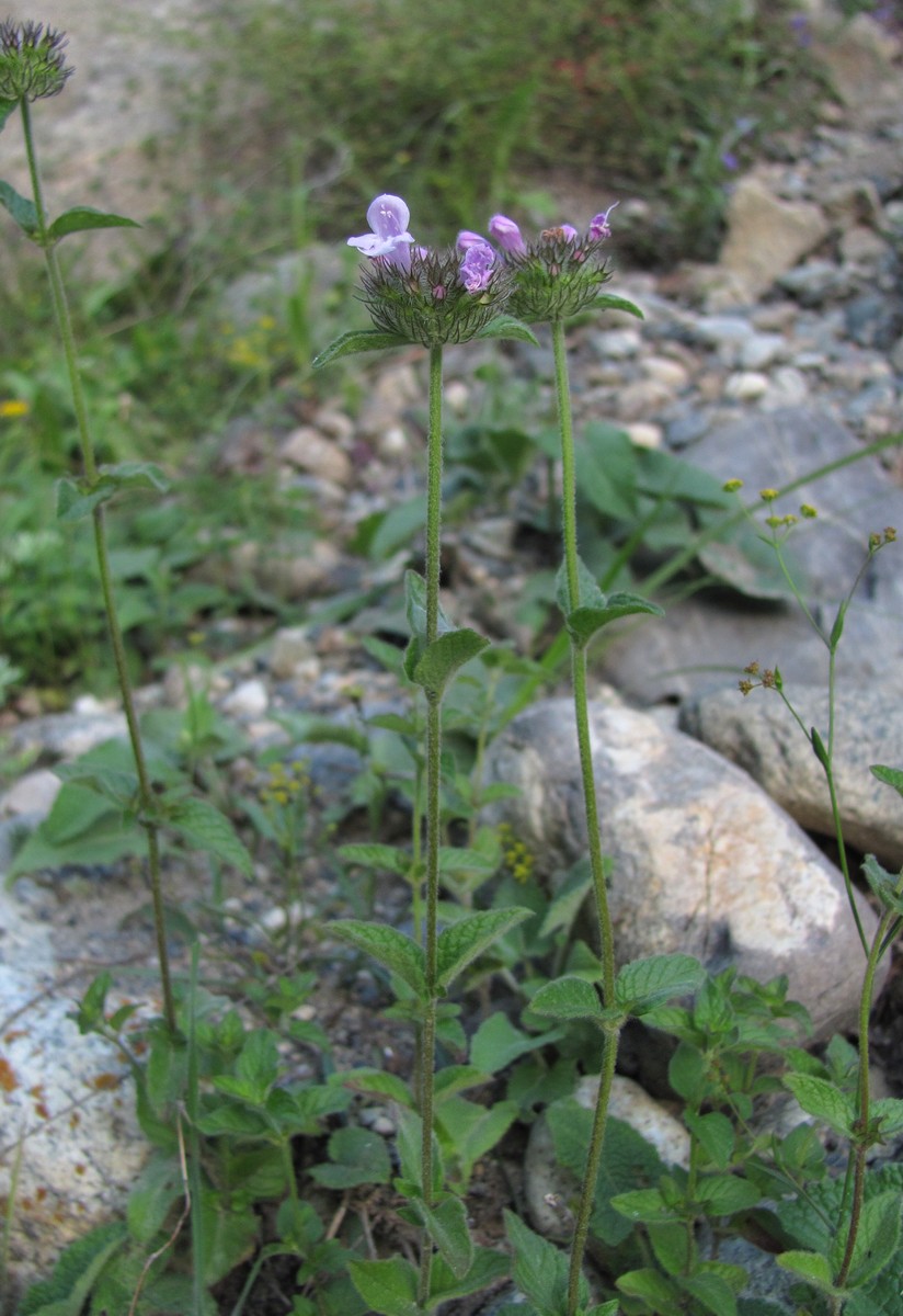 Изображение особи Clinopodium vulgare.