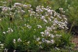 Gypsophila patrinii