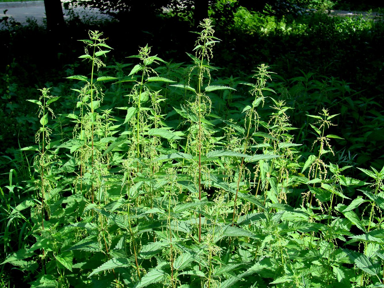 Image of Urtica dioica specimen.