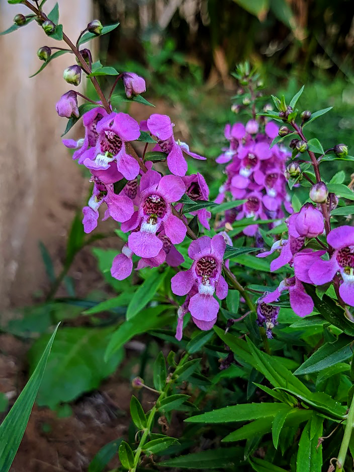 Image of Angelonia angustifolia specimen.