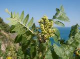 Rhus coriaria. Соцветие и листья. Краснодарский край, м/о г. Новороссийск, окр. пос. Абрау, гора Круглая, скалистый приморский склон. 29.06.2014.