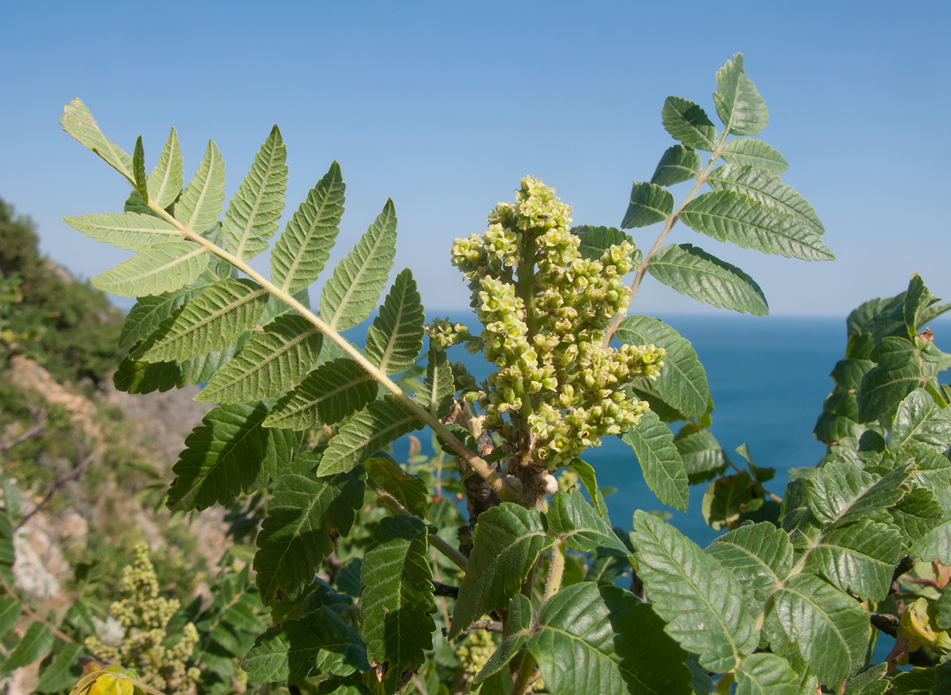 Изображение особи Rhus coriaria.