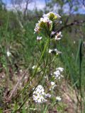 Arabidopsis gemmifera