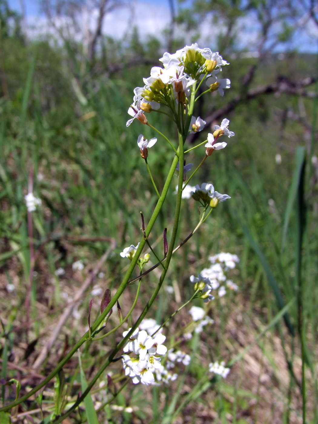 Изображение особи Arabidopsis gemmifera.