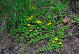 Lysimachia nummularia. Цветущие растения. Сербия, национальный парк Тара, плоскогорье Равна Тара, опушка смешанного леса. 09.07.2019.