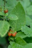 Solanum woronowii. Часть побега с плодами. Краснодарский край, Пшадский сельский округ, окр. с. Криница, ущ. Грекова щель, берег ручья. 23.08.2019.