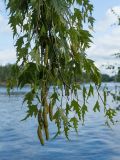 Betula pendula form dalecarlica. Часть плодоносящей ветви. Финляндия, г. Савонлинна, парк напротив крепости Олавинлинна, в культуре. 13.07.2019.