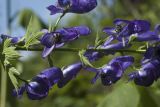 Aconitum fischeri