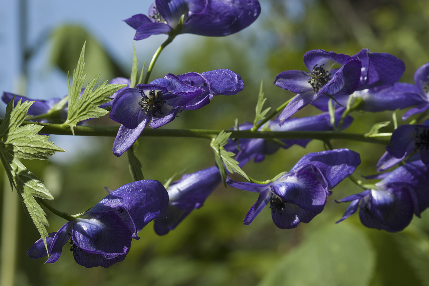 Изображение особи Aconitum fischeri.