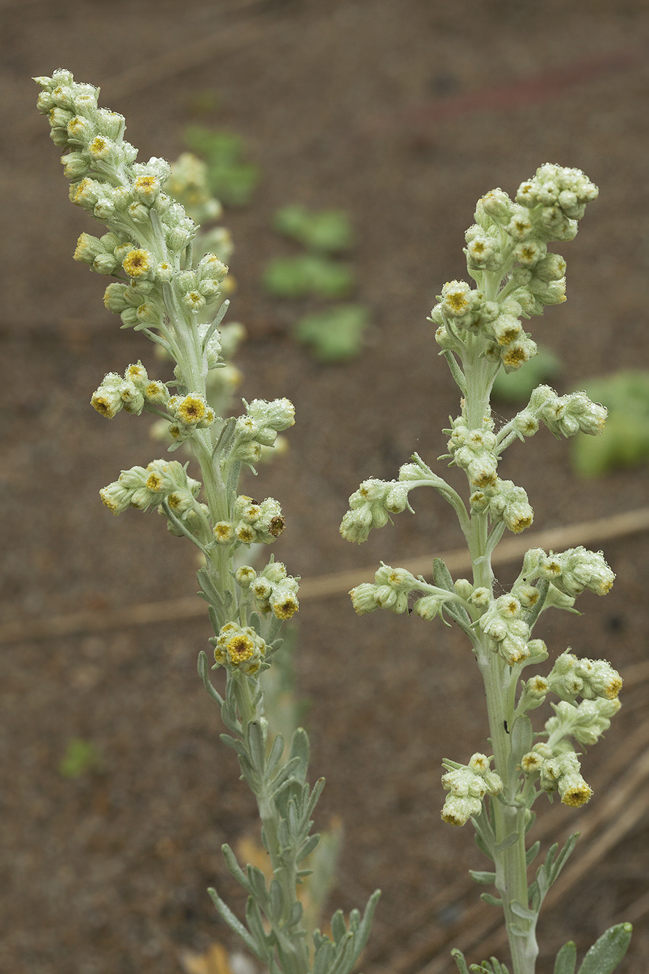 Image of Artemisia stelleriana specimen.