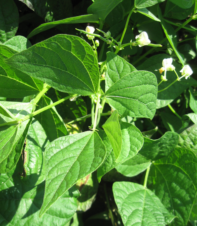 Image of Vigna unguiculata specimen.