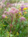 Valeriana salina