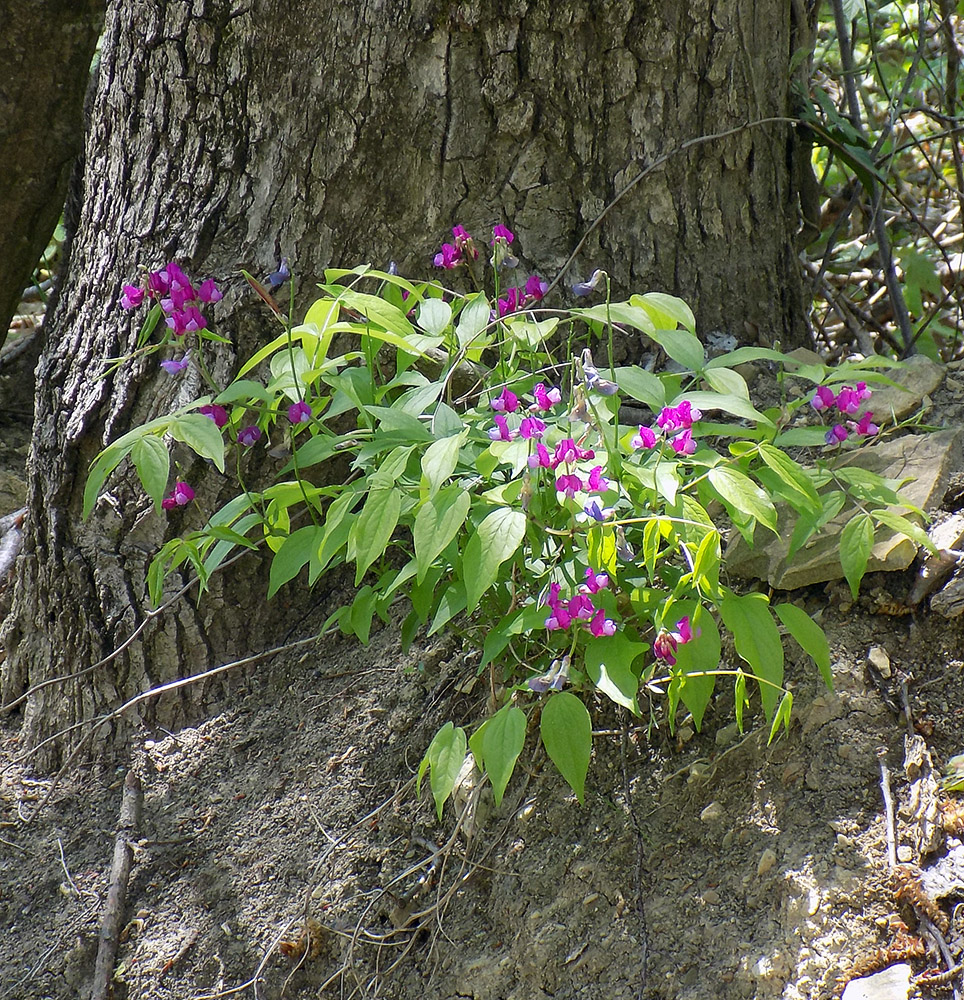 Изображение особи Lathyrus vernus.