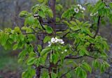 род Pyrus. Ветви с соцветием. Крым, окр. родника Ай-Алексий, опушка букового леса. 05.05.2011.