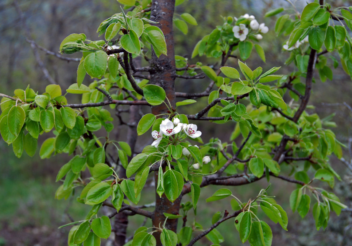 Image of genus Pyrus specimen.