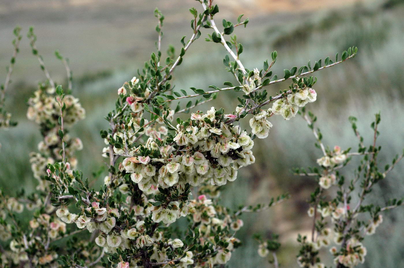 Image of Atraphaxis replicata specimen.