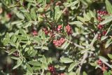 Pistacia lentiscus
