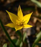 Tulipa biebersteiniana