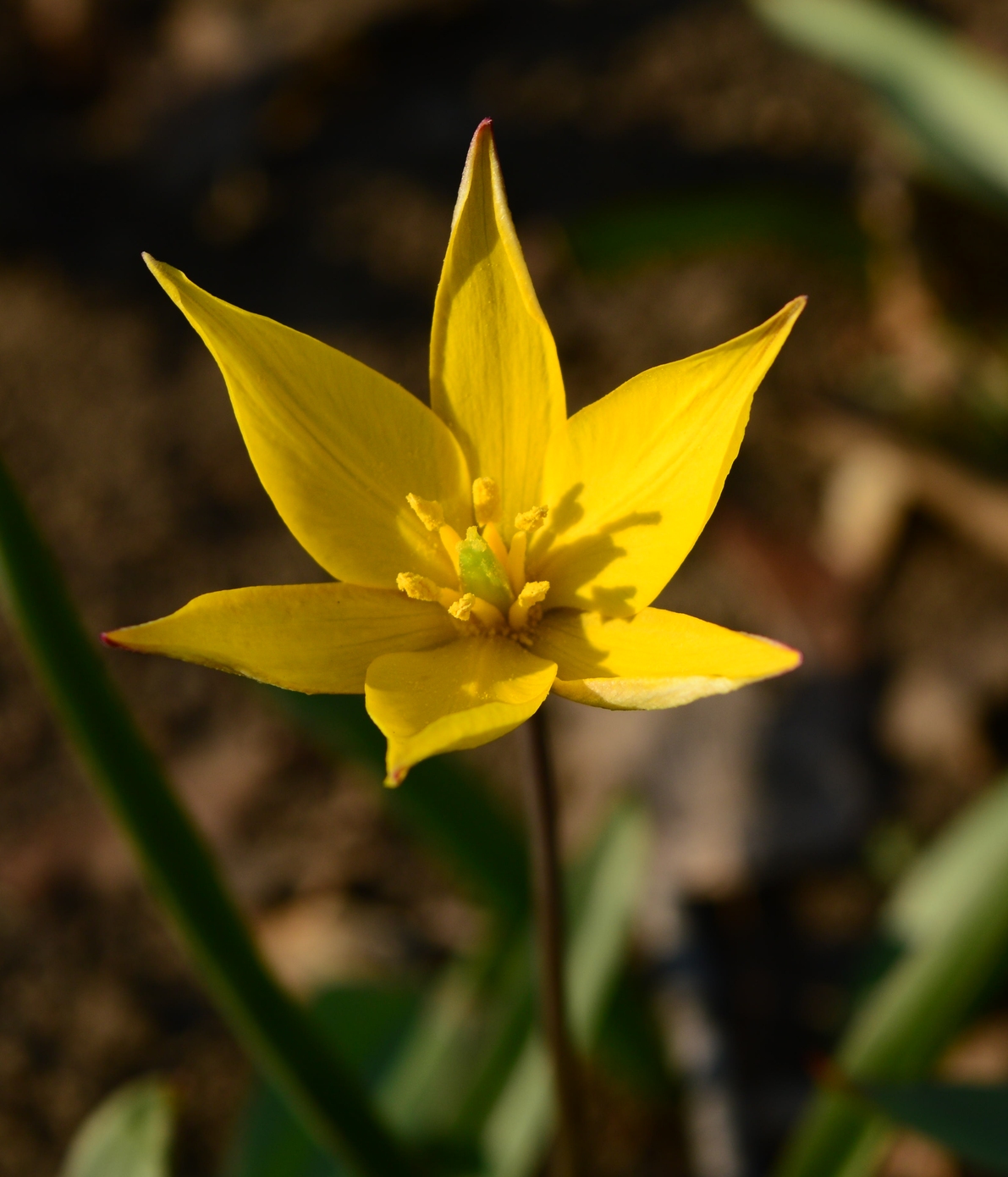 Изображение особи Tulipa biebersteiniana.