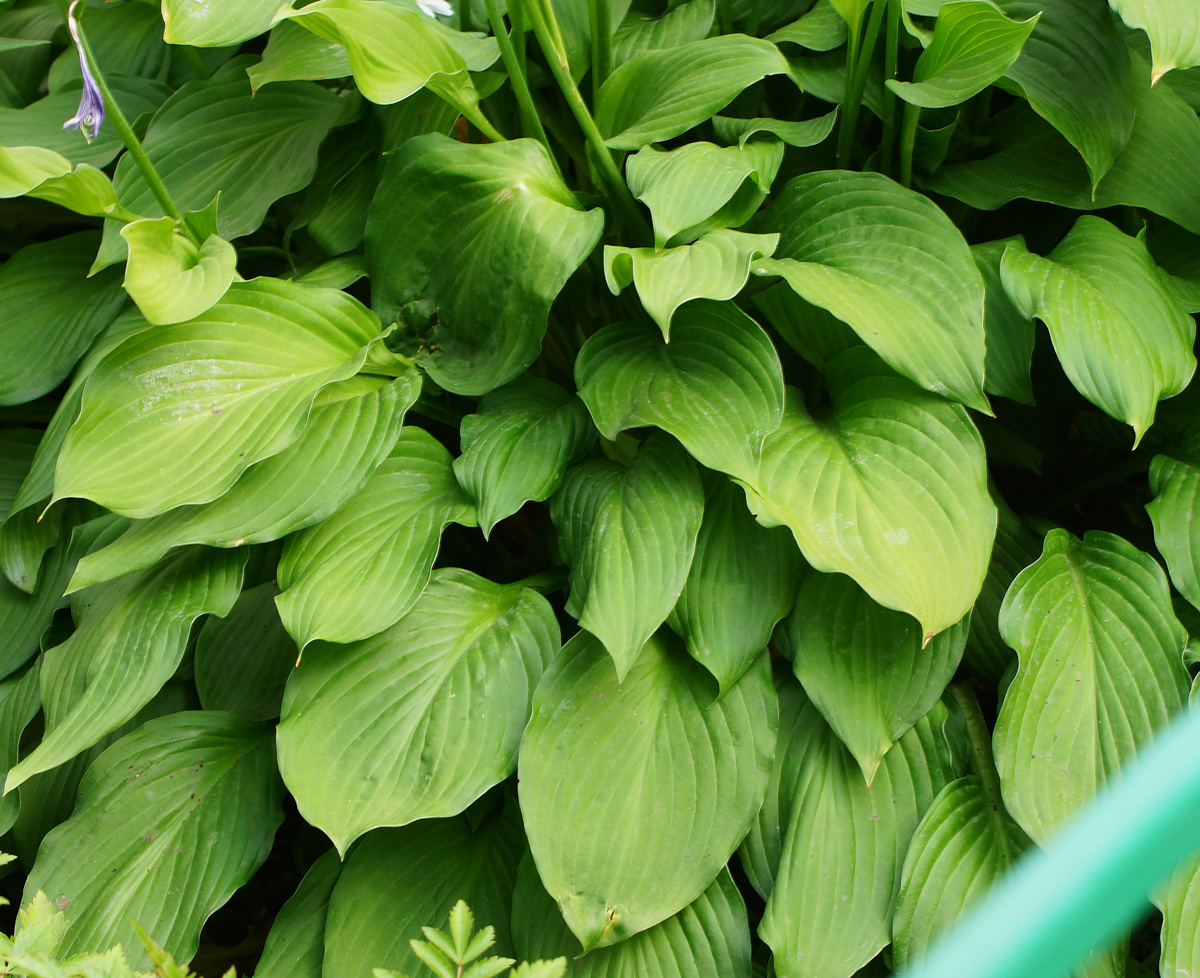 Изображение особи род Hosta.