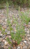 Artemisia vulgaris